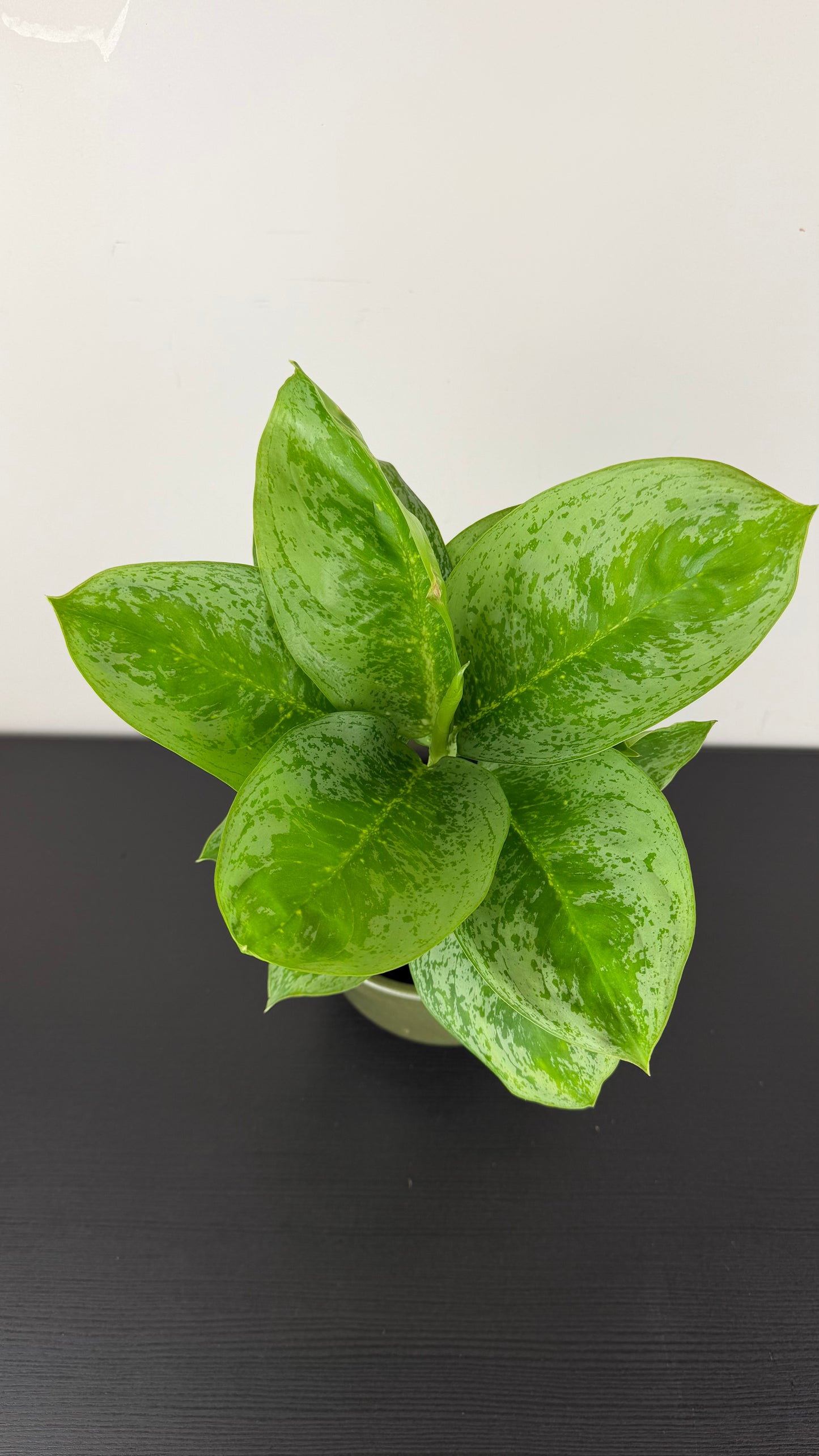 Aglaonema 3