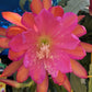 Epiphyllum Sarah Courant