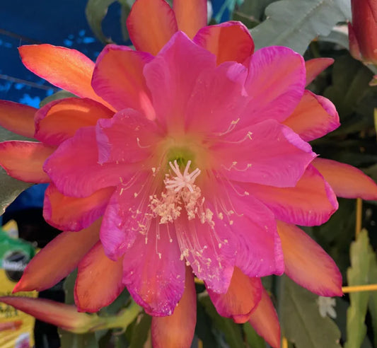 Epiphyllum Sarah Courant