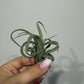 Tillandsia Air plant 3