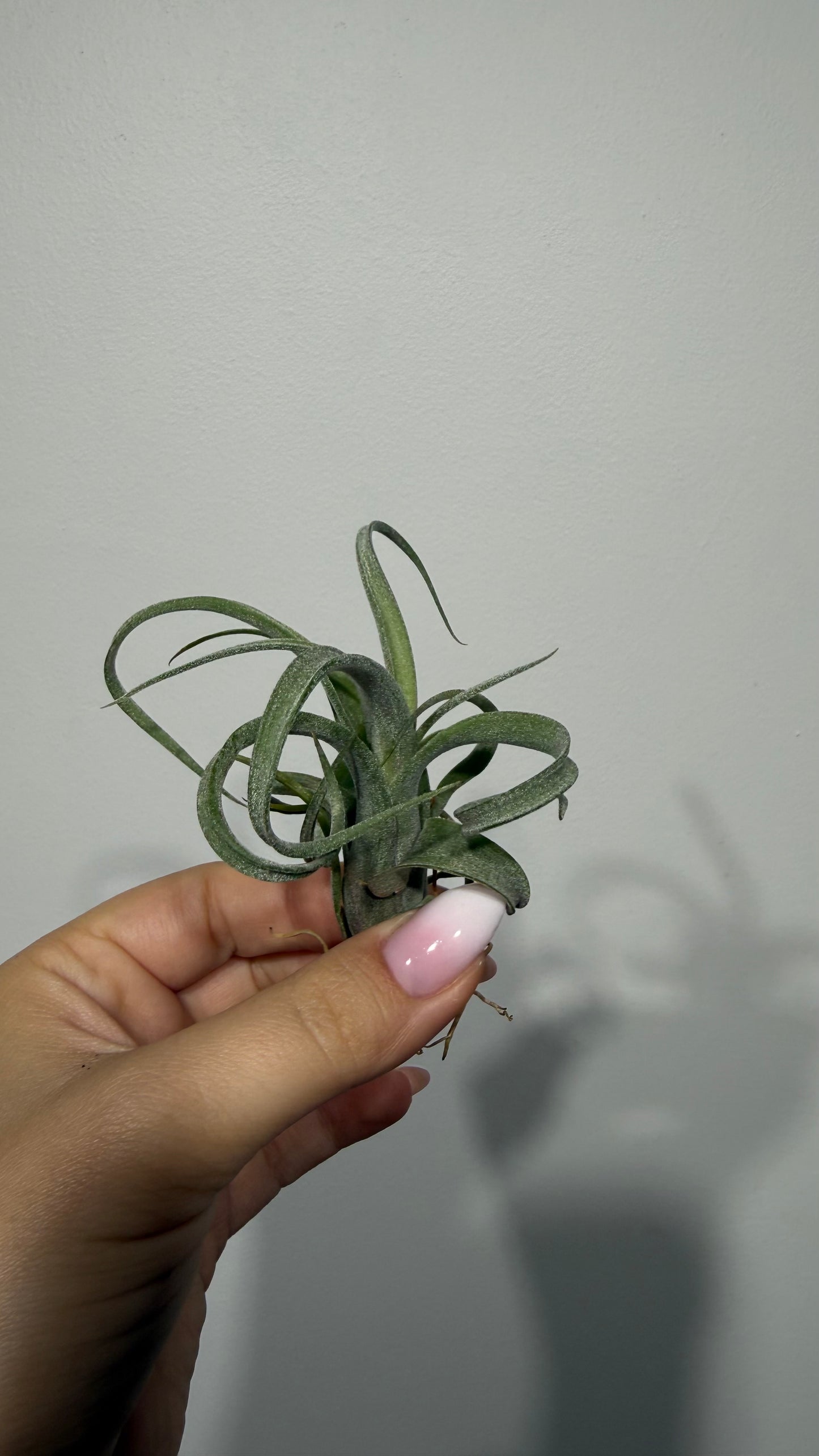 Tillandsia Air plant 3