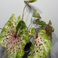 Caladium