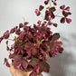 Oxalis Vulcano Pink - www.augi-plants.lv