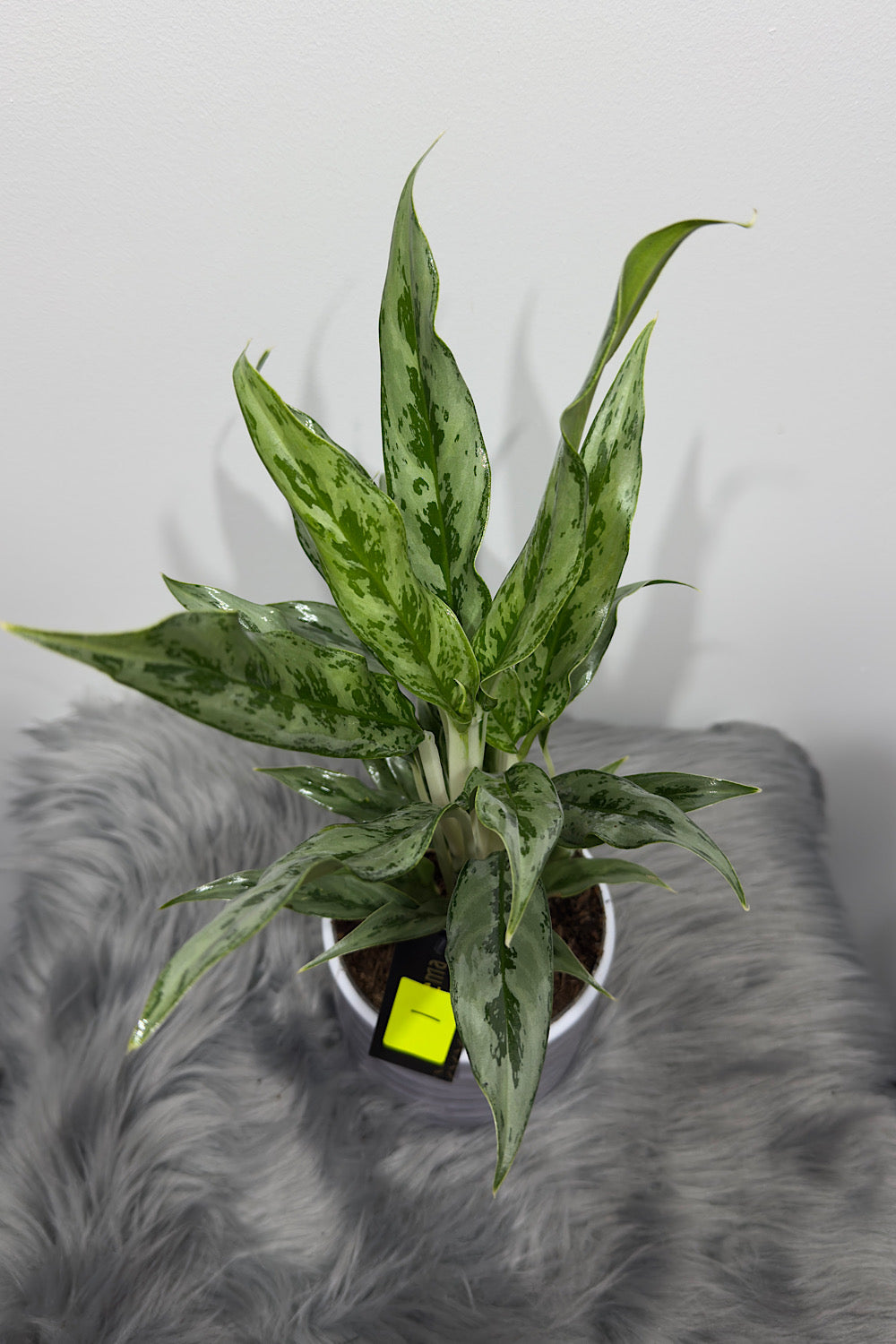 Aglaonema 1 - www.augi-plants.lv