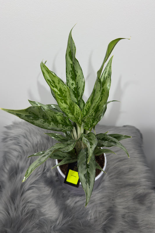 Aglaonema 1 - www.augi-plants.lv