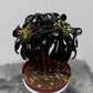 Aeonium Arboreum