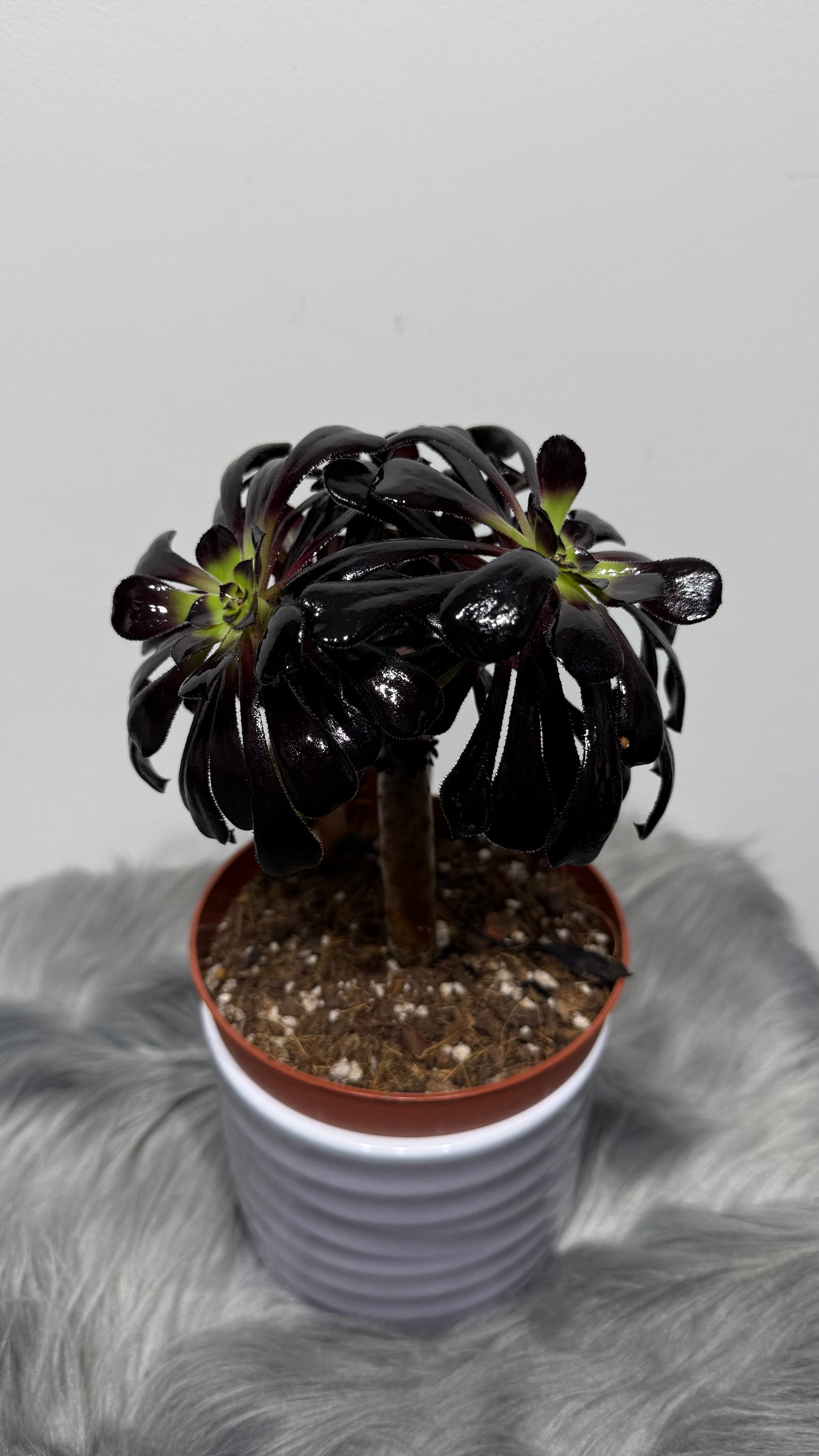 Aeonium Arboreum