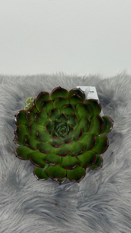 Echeveria 4