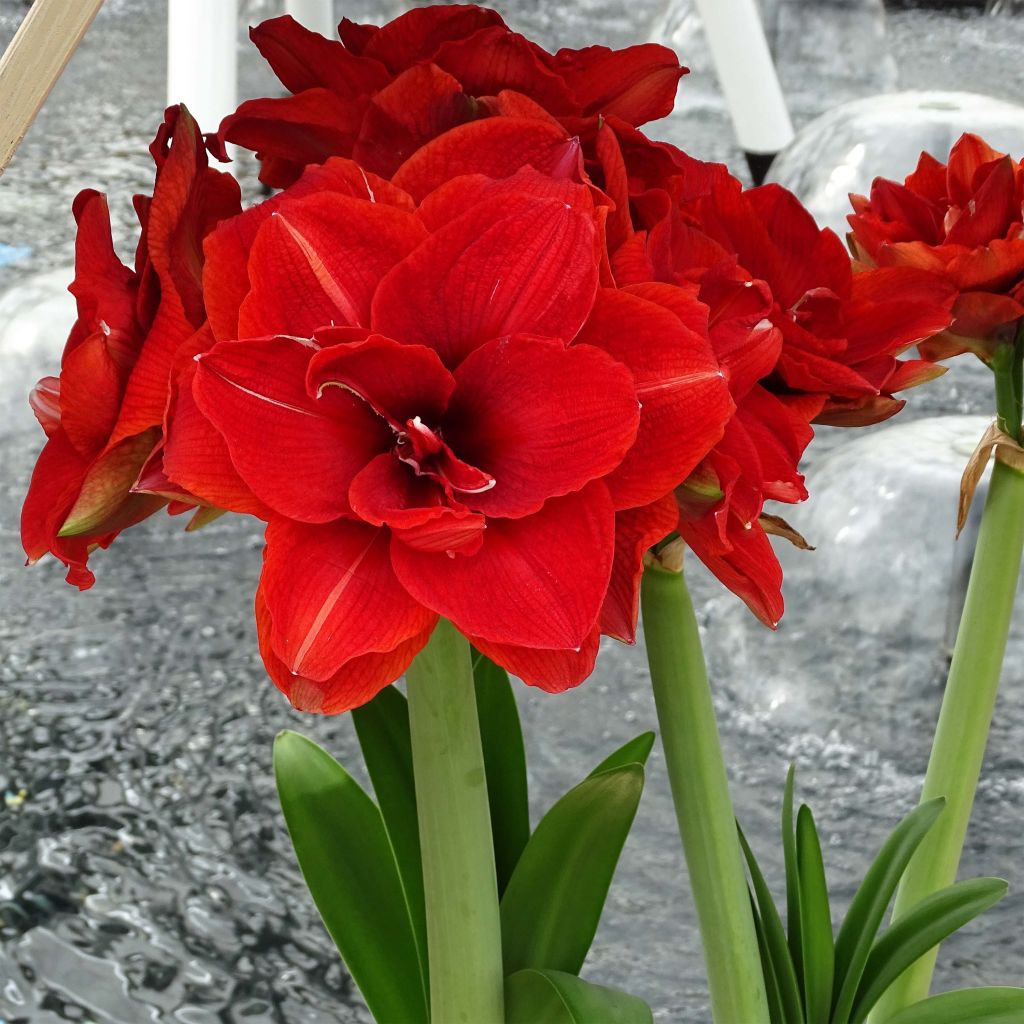 Amaryllis Cherry Nymph