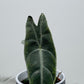 Alocasia Longiloba Silver