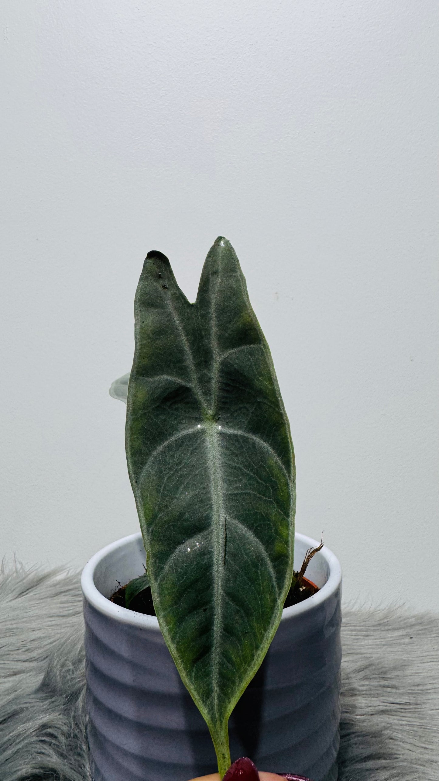 Alocasia Longiloba Silver