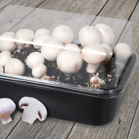 Mushroom Growing Kit