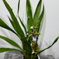 Orhideja Zygopetalum Louisendorf 2 SMARŽO!