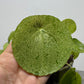 Pilea Mojito