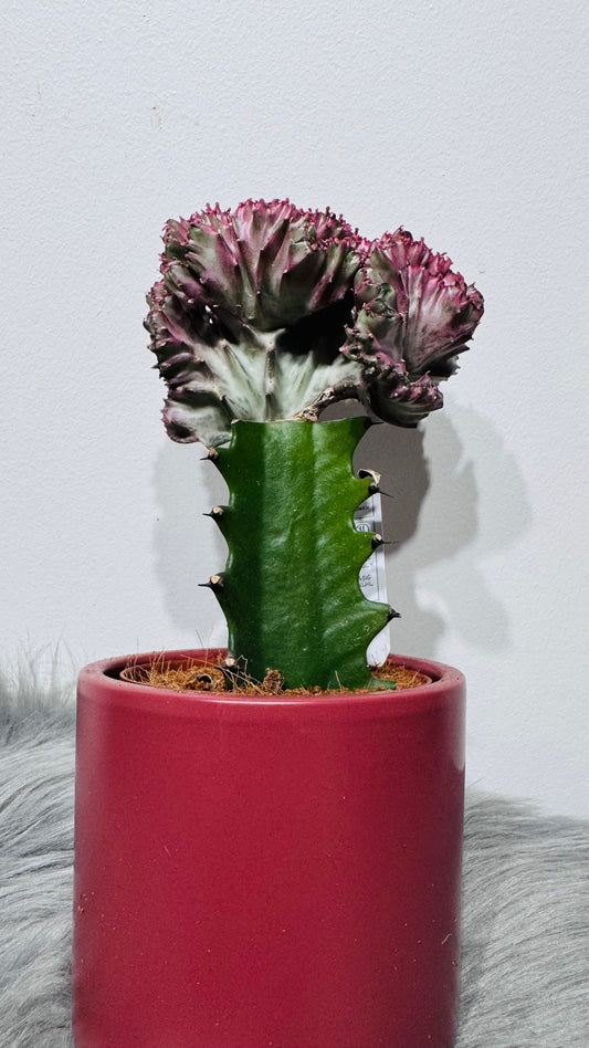 Euphorbia Cristata