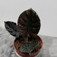 Alocasia Black Magic