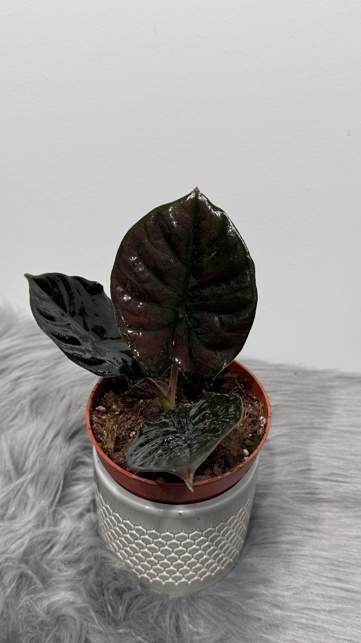 Alocasia Black Magic