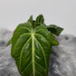Anthurium Villenaorum
