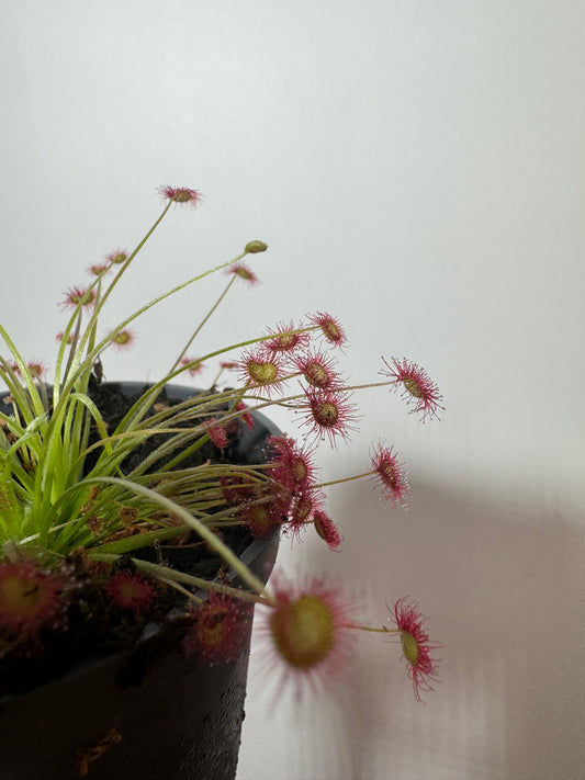 Mušķērājs Drosera 2 - www.augi-plants.lv