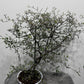 Corokia Cotoneaster
