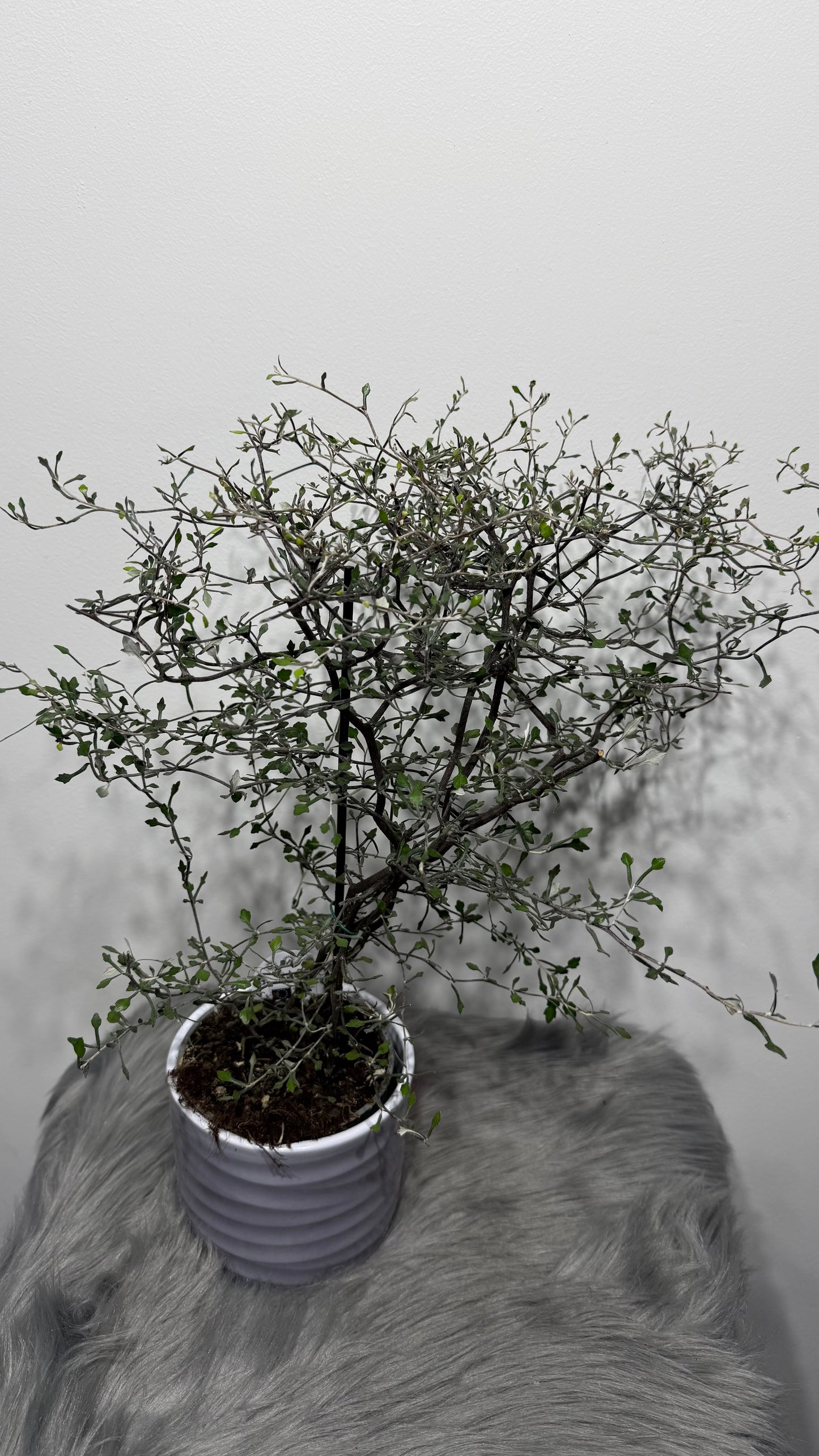 Corokia Cotoneaster