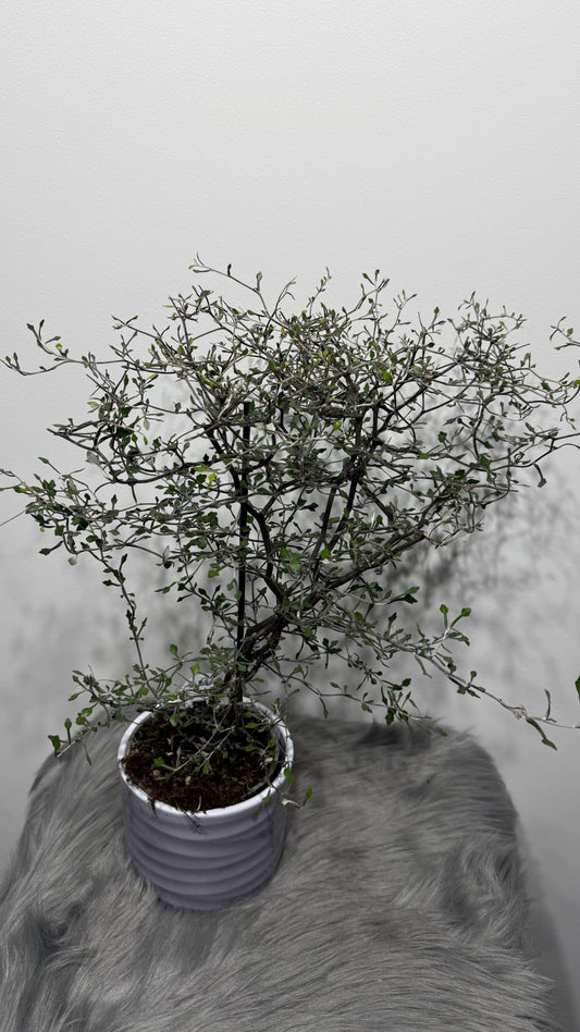 Corokia Cotoneaster