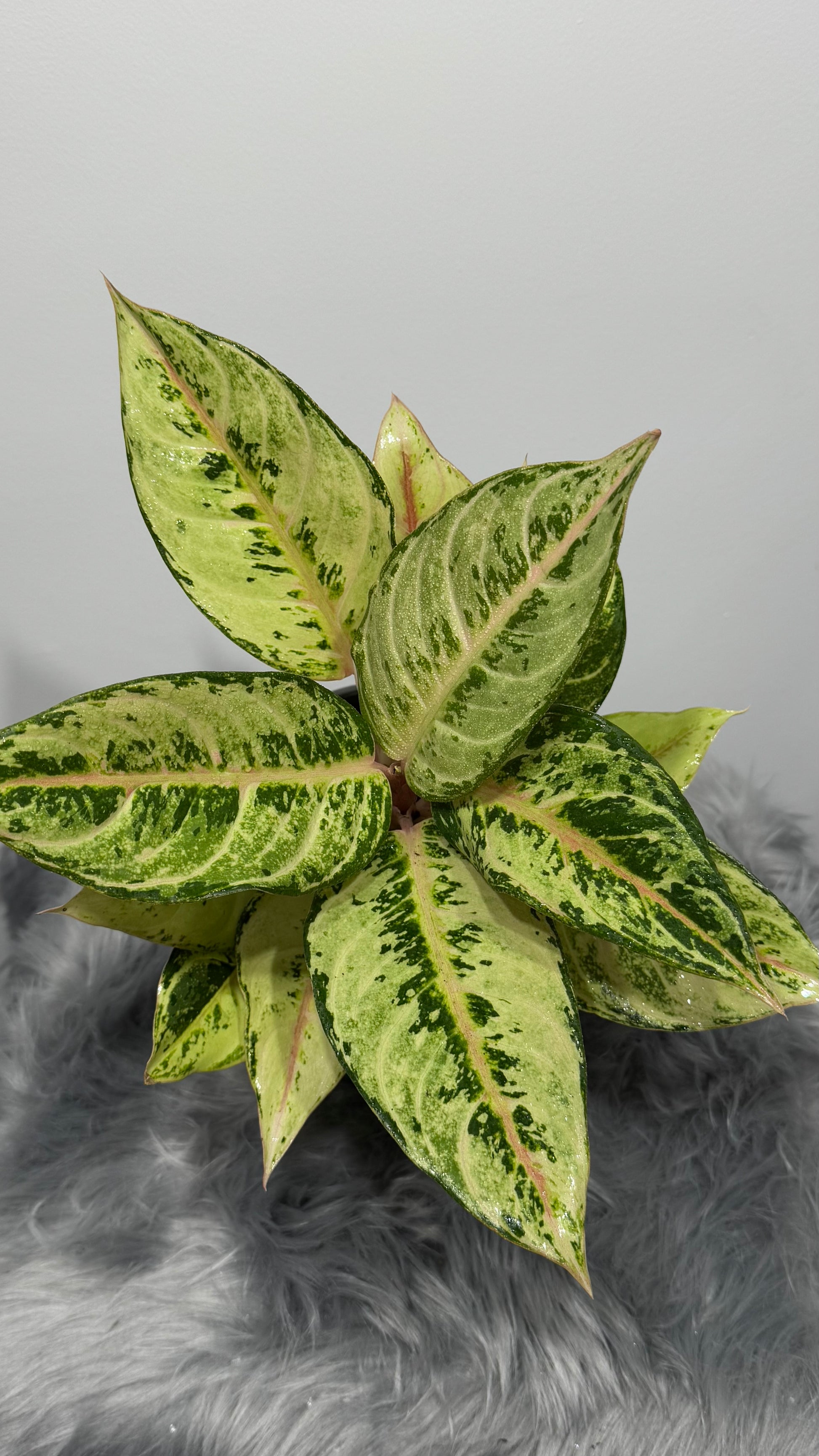 Aglaonema 4 - www.augi-plants.lv
