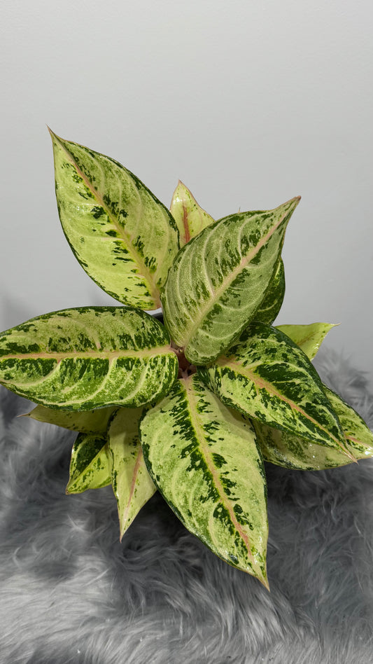 Aglaonema 4 - www.augi-plants.lv