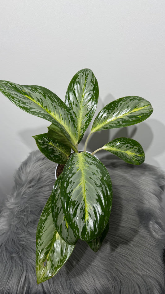 Aglaonema 17