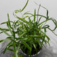 Asparagus Falcatus