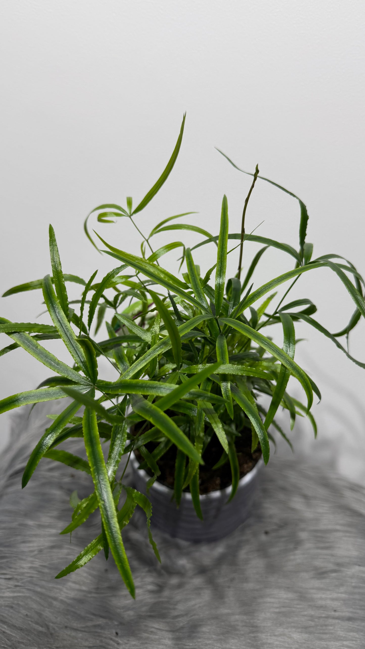 Asparagus Falcatus