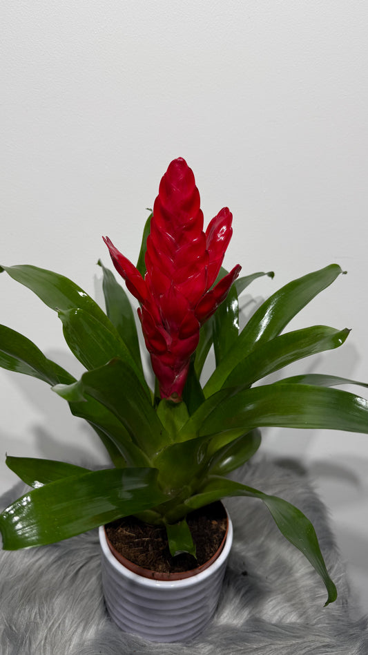Vriesea Red