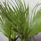 Washingtonia Filifera - www.augi-plants.lv