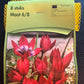Tulpes 8