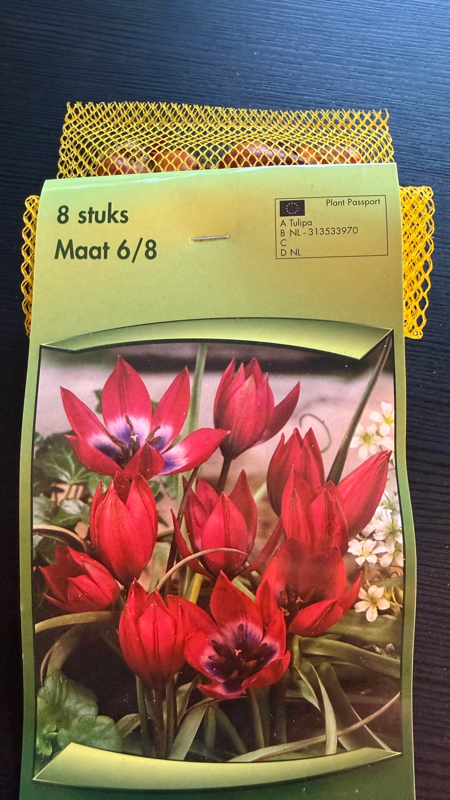 Tulpes 8