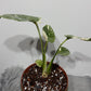 Monstera Thai Constellation 2 - www.augi-plants.lv