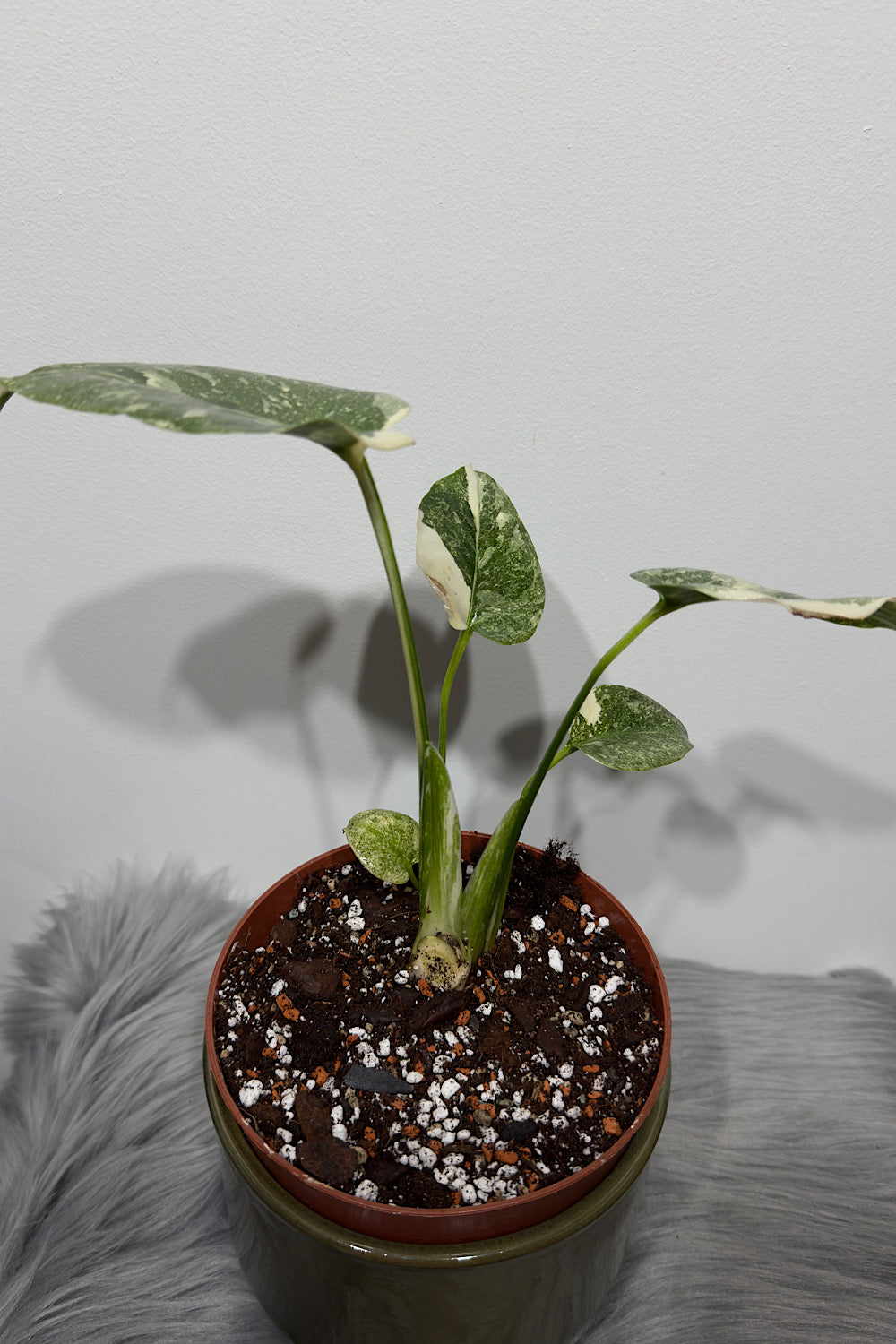 Monstera Thai Constellation 2 - www.augi-plants.lv