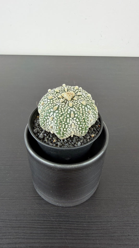 Astrophytum Asterias