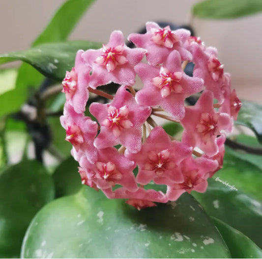 Hoya carnosa Stardust