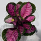 Calathea Roses Crimson