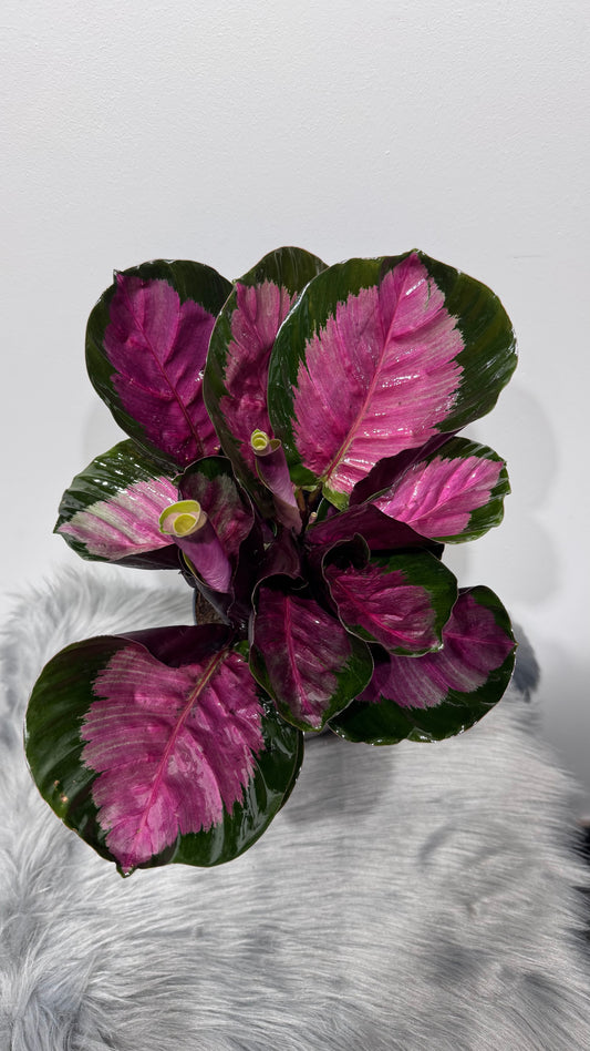 Calathea Roses Crimson