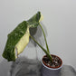 Monstera Thai Constellation 6 - www.augi-plants.lv