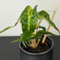 Alocasia Polly Variegata Aurea