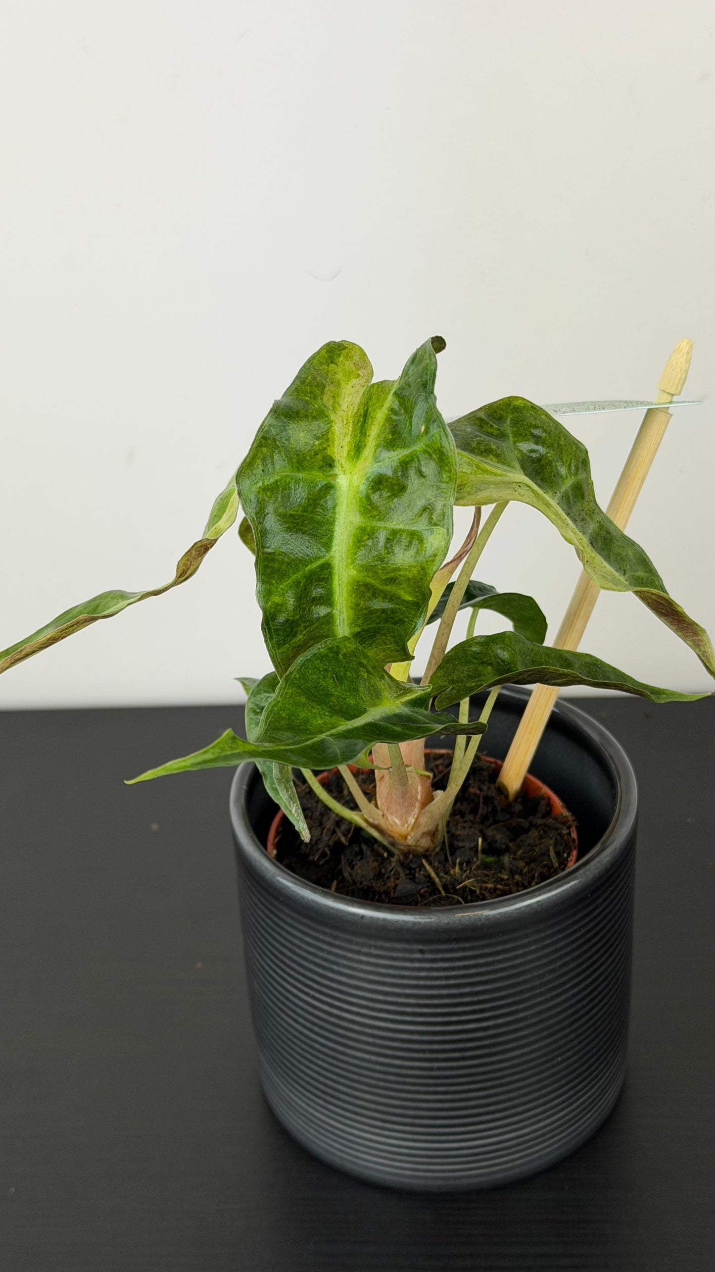 Alocasia Polly Variegata Aurea