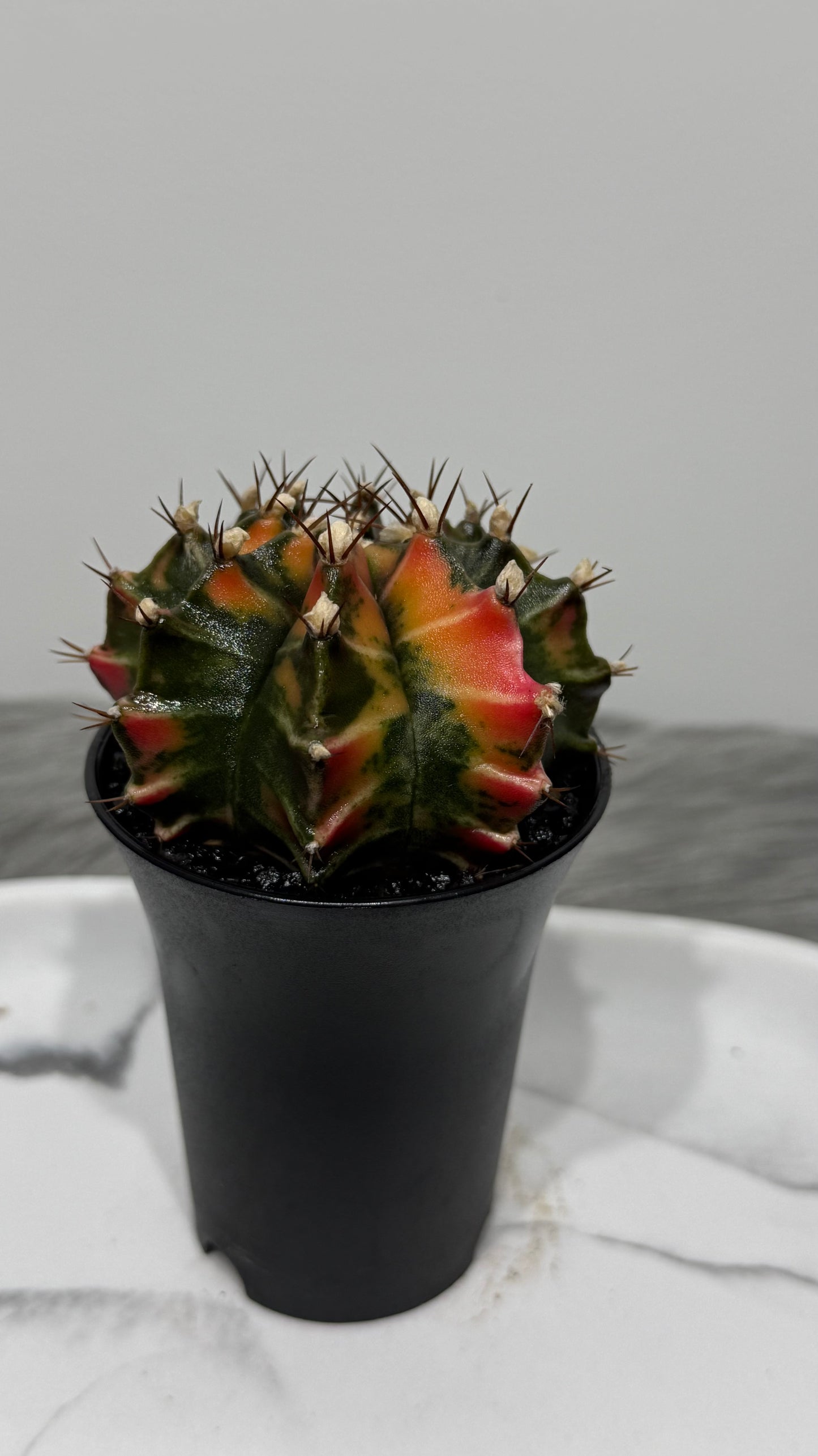 Gymnocalycium mihanovichii variegata
