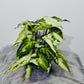 Syngonium Three Kings