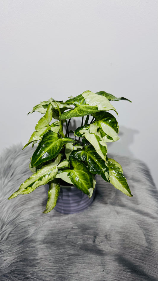 Syngonium Three Kings