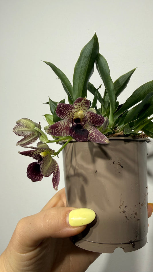 Promenaea Sunlight 6