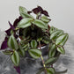 Tradescantia Zebrina - www.augi-plants.lv