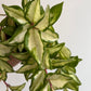 Hoya carnosa 'Tricolor' - www.augi-plants.lv